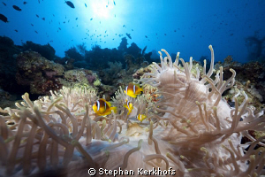 All in the family! Again anemone city. by Stephan Kerkhofs 